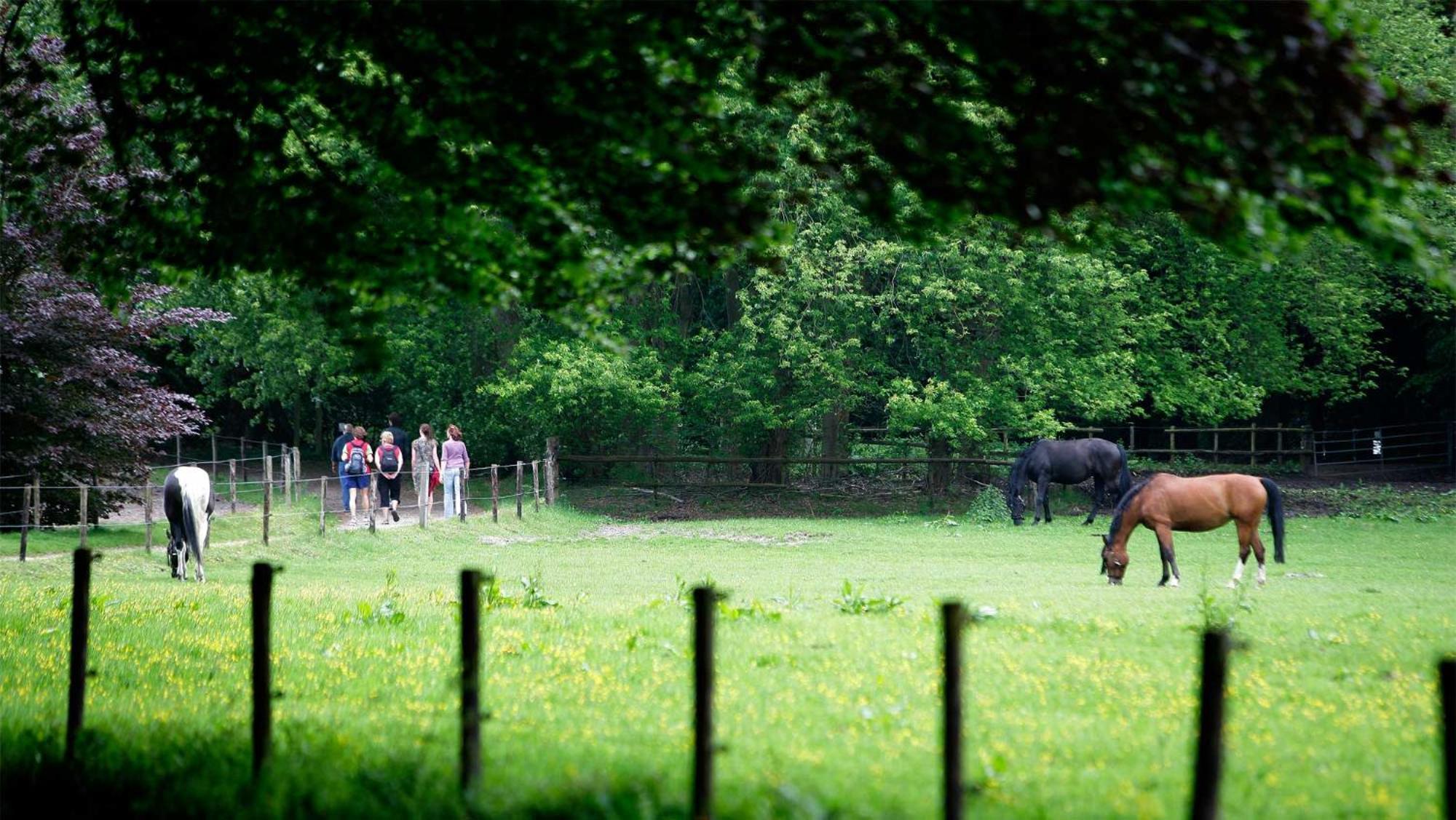 Molecaten Park De Leemkule Hattem Kültér fotó