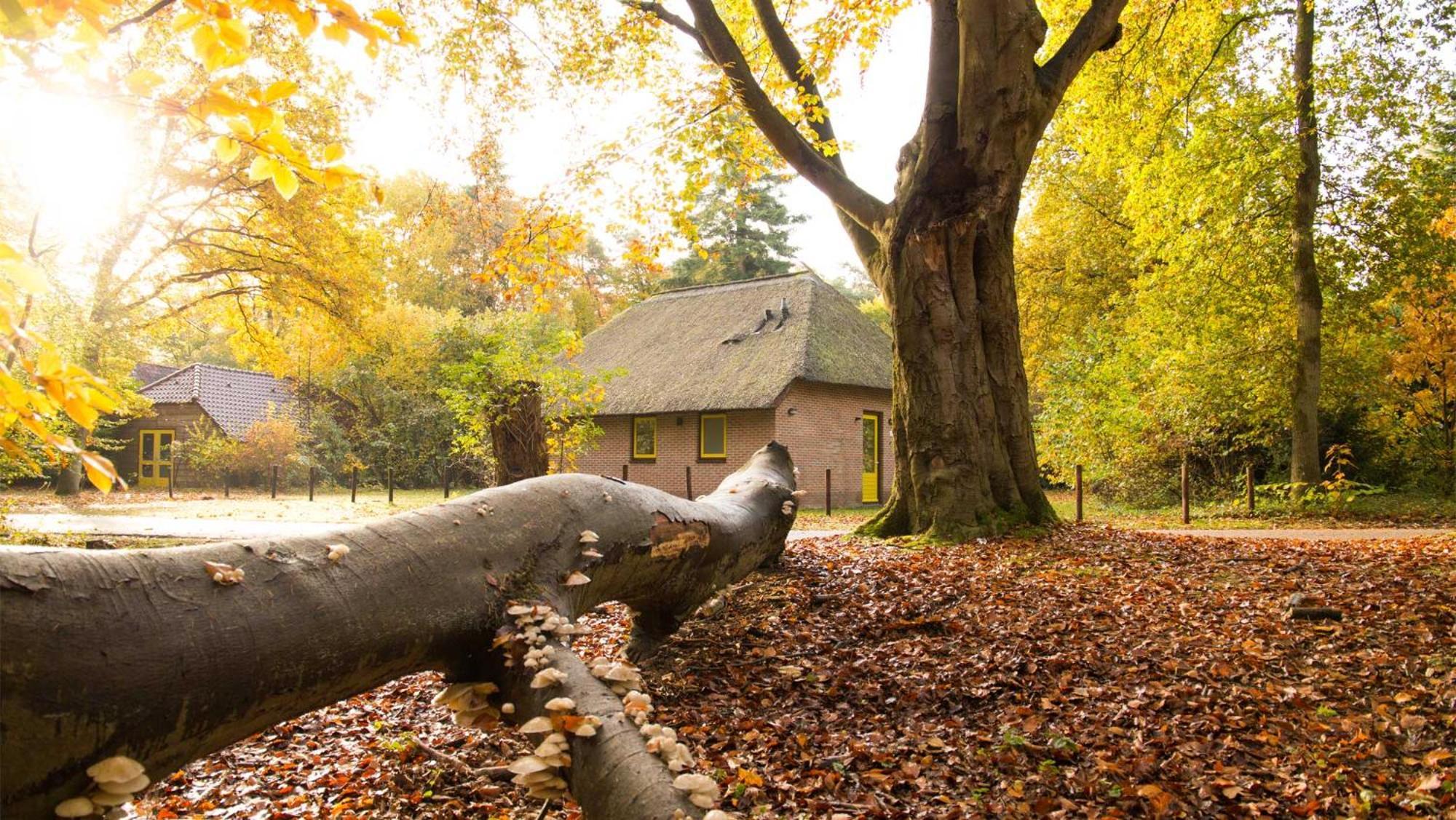Molecaten Park De Leemkule Hattem Szoba fotó